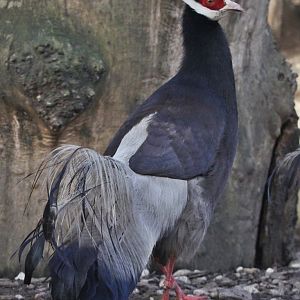 Brown Eared-pheasant (Crossoptilon mantchuricum), February 2019