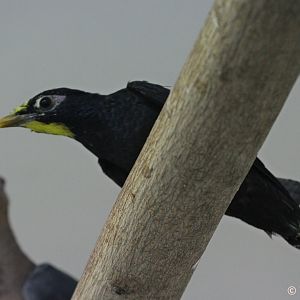 Golden-crested Myna (Ampeliceps coronatus), February 2019