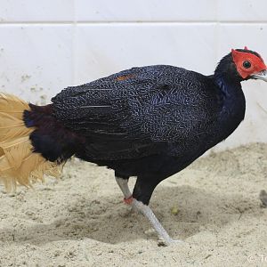 Malayan Crestless Fireback (Lophura erythrophthalma), February 2019