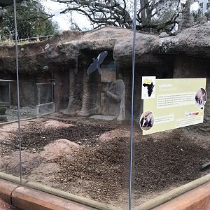 Aardvark Exhibit