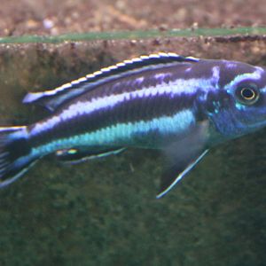 Melanochromis maingano