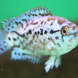 Jack Dempsey - juvenile