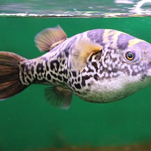 Tetraodon fluviatilis - Indian subspecies