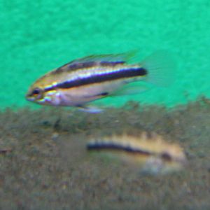 Apistogramma trifasciata