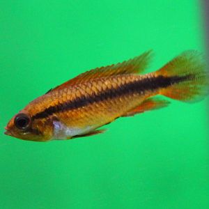 Apistogramma agassizii - dubble red