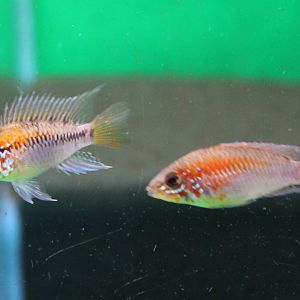 Apistogramma macmasteri