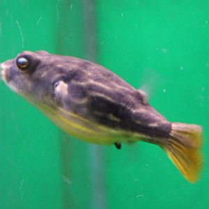 Fahaka puffer (Tetraodon lineatus)