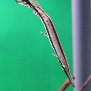 Lepisosteus ocelatus