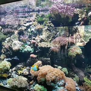 Coral Reef in Jungle Pavilion