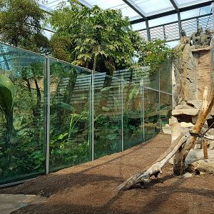 Indoor Gorilla Exhibit, Jungle Pavilion