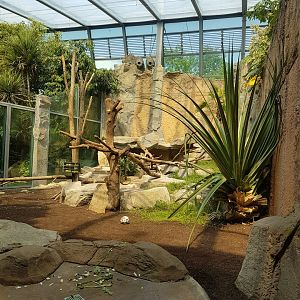 Indoor Chimpanzee Exhibit, Jungle Pavilion