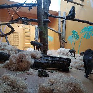 Mandrill Indoor Exhibit, Monkey World