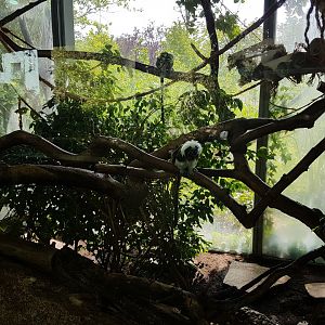 Cotton-top Tamarin, Monkey World
