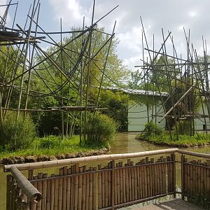 Silver Gibbon Outdoor Exhibit