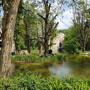 Siamang Outdoor Exhibit