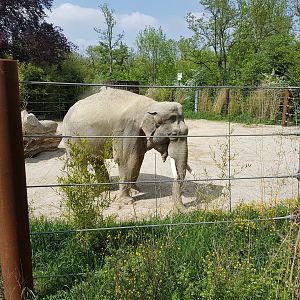 Asiantic Elephant Outdoor Exhibit, male part