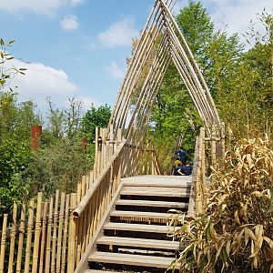 Asiatic Elephant, Pathway