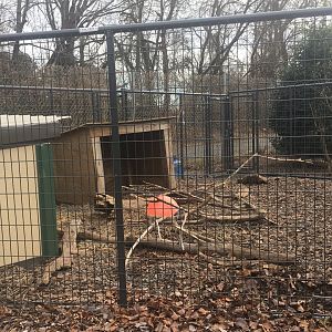 Crested Porcupine Enclosure