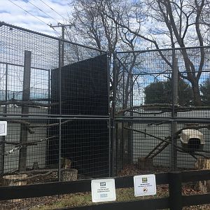Great Horned Owl + Coatimundi (empty)