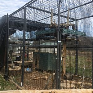 Serval Enclosure