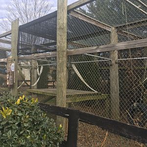 Lar Gibbon Enclosure