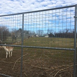Llama + Deer Yard