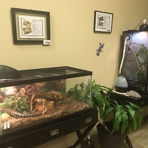 Reptile Terrariums
