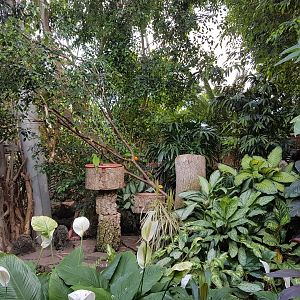 Lorikets, Jungle World