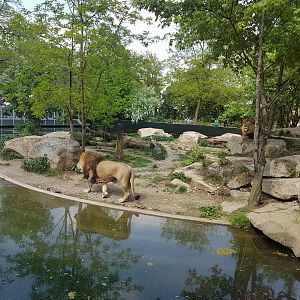 Asiatic Lion Outdoor Exhibit