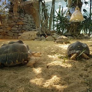 Radiated Tortoises, Jungle World