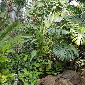 Vegetation, Jungle World