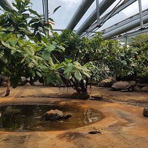 Giant Tortoises, Turtle House
