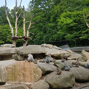 Hamadryas Baboon Outdoor Exhibit