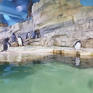 Penguins, Polar World