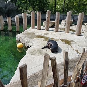 Californian Sea Lion