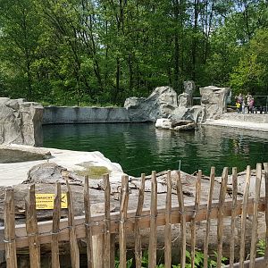 Californian Sea Lion Exhibit