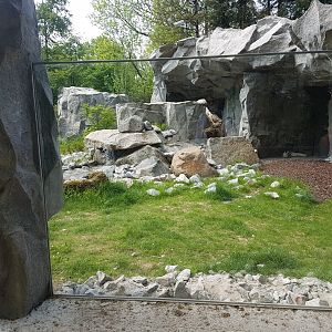 Arctic Fox Exhibit in Polar World