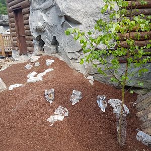 Arctic Hare in Polar World