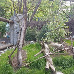 Snowy Owl Walkthrough Aviary