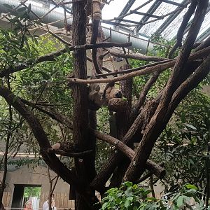 Two-toed Sloth in Rhino House