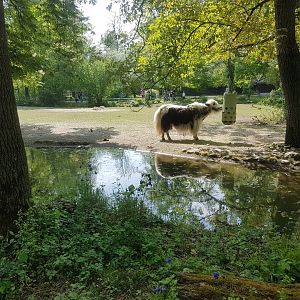 Domestic Yak Exhibit