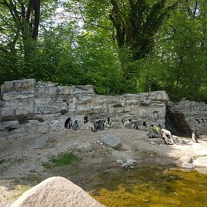 African penguin Exhibit