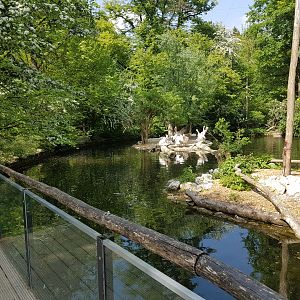 Great White Pelican Exhibit