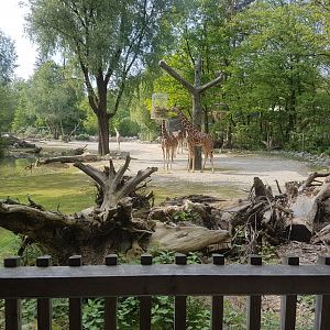 Giraffe Savannah, the View from the Viewing Area