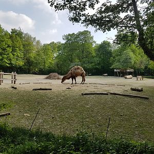 Mongolian Steppe with Bactrian Camel and Przewalski Horse