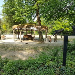 Mongolian Steppe with Bactrian Camel and Przewalski Horse