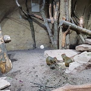 Aguti in Bat Cave House