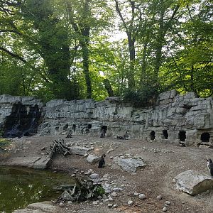 African Penguin Exhibit