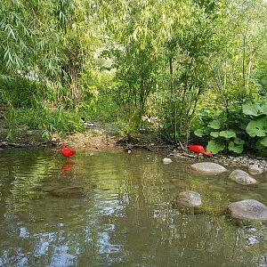 Scarlet Ibis, Aviary View
