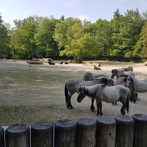 Heck horse and Auroch Exhibit